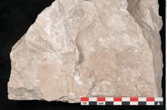 Foto (Detailansicht) von Dictyopteris brongniarti Gutb. (NHMW-GEO-2024-0188-10953)